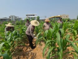 Polsek Bengkong Rawat Jagung Pipil, Perkuat Program Ketahanan Pangan