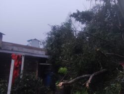 Pohon Akasia Tumbang Timpa Atap Rumah Warga Tiban Palem, Pemilik Minta Bantuan